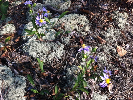 Auxier Ridge, a year after the fire